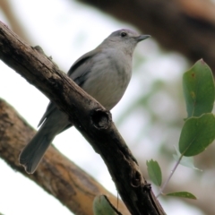 Colluricincla harmonica at Wodonga, VIC - 29 Aug 2021 02:04 PM