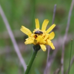 Unidentified Bee (Hymenoptera, Apiformes) at Wodonga, VIC - 29 Aug 2021 by Kyliegw