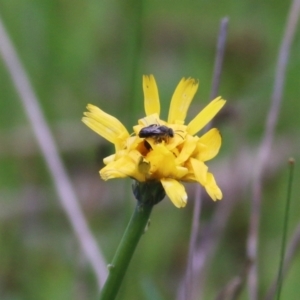 Apiformes (informal group) at Wodonga, VIC - 29 Aug 2021 02:15 PM