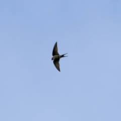 Hirundo neoxena (Welcome Swallow) at WREN Reserves - 29 Aug 2021 by Kyliegw
