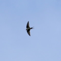 Hirundo neoxena (Welcome Swallow) at WREN Reserves - 29 Aug 2021 by KylieWaldon