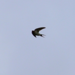 Hirundo neoxena at Wodonga, VIC - 29 Aug 2021 02:12 PM