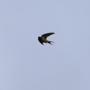 Hirundo neoxena at Wodonga, VIC - 29 Aug 2021 02:12 PM