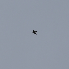 Petrochelidon nigricans (Tree Martin) at Wodonga - 29 Aug 2021 by Kyliegw