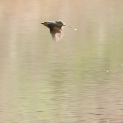 Ptilotula penicillata (White-plumed Honeyeater) at Wodonga, VIC - 29 Aug 2021 by Kyliegw