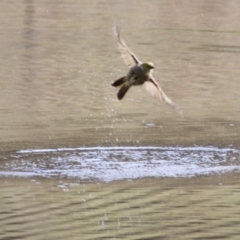 Ptilotula penicillata at Wodonga, VIC - 29 Aug 2021