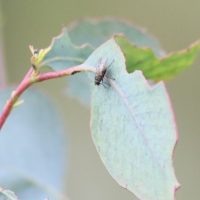 Muscidae (family) (Unidentified muscid fly) at Wodonga, VIC - 29 Aug 2021 by KylieWaldon