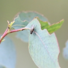 Muscidae (family) at Wodonga, VIC - 29 Aug 2021 02:45 PM