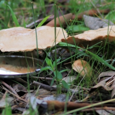 Unidentified Cap on a stem; gills below cap [mushrooms or mushroom-like] at Wodonga, VIC - 29 Aug 2021 by Kyliegw