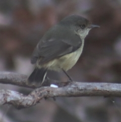 Acanthiza reguloides (Buff-rumped Thornbill) at Gundaroo, NSW - 19 Aug 2021 by Gunyijan