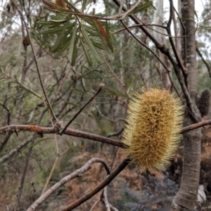 Banksia marginata at Bungil, VIC - 26 Jul 2018