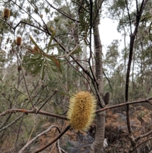 Banksia marginata at Bungil, VIC - 26 Jul 2018