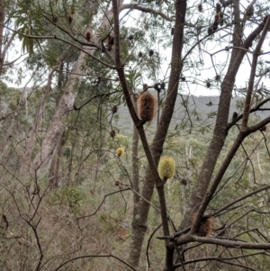 Banksia marginata at Bungil, VIC - 26 Jul 2018