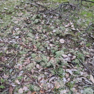 Unidentified Lichen at Indigo Valley, VIC - 21 Aug 2018 by Darcy