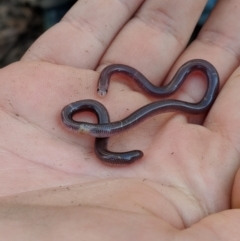 Anilios nigrescens (Blackish Blind Snake) at Mount Lawson State Park - 26 Aug 2018 by Darcy