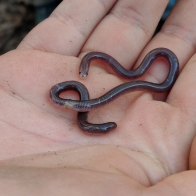 Anilios nigrescens (Blackish Blind Snake) at Mount Lawson State Park - 26 Aug 2018 by Darcy