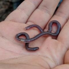 Anilios nigrescens at Bungil, VIC - 26 Aug 2018 03:47 PM