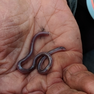 Anilios nigrescens at Bungil, VIC - 26 Aug 2018 03:47 PM