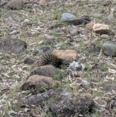 Tachyglossus aculeatus (Short-beaked Echidna) at Yarragal, NSW - 13 Nov 2018 by Darcy
