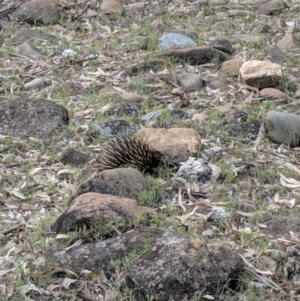 Tachyglossus aculeatus at Yarragal, NSW - 13 Nov 2018 05:46 PM