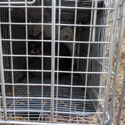 Trichosurus vulpecula (Common Brushtail Possum) at Koetong, VIC - 26 Aug 2018 by Darcy