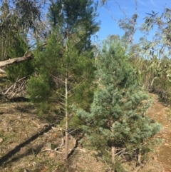 Callitris endlicheri (Black Cypress Pine) at Cocoparra National Park - 5 Sep 2015 by Darcy