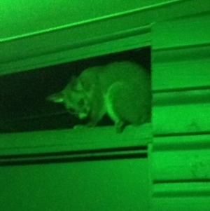 Trichosurus vulpecula at Rutherglen, VIC - 28 Dec 2012 10:32 PM