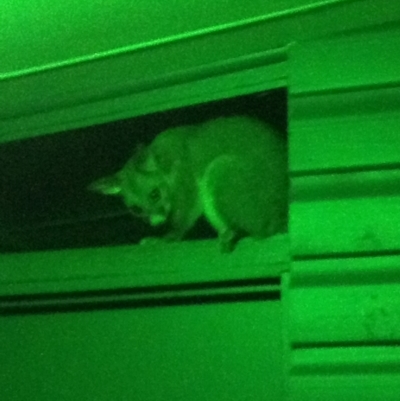 Trichosurus vulpecula (Common Brushtail Possum) at Rutherglen, VIC - 28 Dec 2012 by Darcy