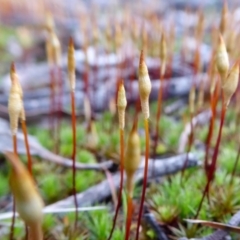 Polytrichaceae at Yass River, NSW - 28 Aug 2021 by SenexRugosus