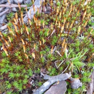 Polytrichaceae sp. (family) at Yass River, NSW - 28 Aug 2021