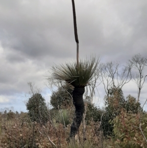 Xanthorrhoea semiplana subsp. tateana at Gosse, SA - 29 Aug 2021 12:48 PM