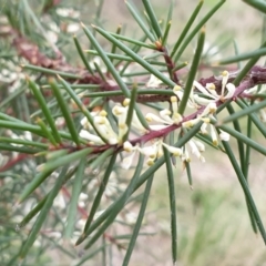 Hakea decurrens (Bushy Needlewood) at Mount Painter - 28 Aug 2021 by drakes