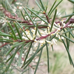 Hakea decurrens at Cook, ACT - 28 Aug 2021