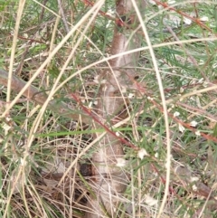 Hakea decurrens at Cook, ACT - 28 Aug 2021