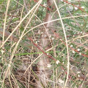 Hakea decurrens at Cook, ACT - 28 Aug 2021