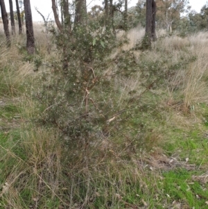 Hakea decurrens at Cook, ACT - 28 Aug 2021