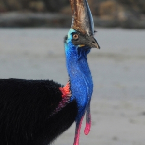 Casuarius casuarius at Etty Bay, QLD - suppressed