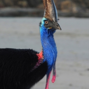 Casuarius casuarius (Southern Cassowary) at Etty Bay, QLD by Harrisi