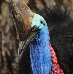 Casuarius casuarius at Etty Bay, QLD - suppressed