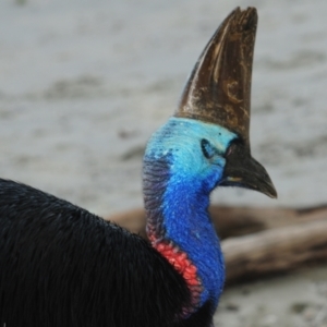 Casuarius casuarius at Etty Bay, QLD - suppressed