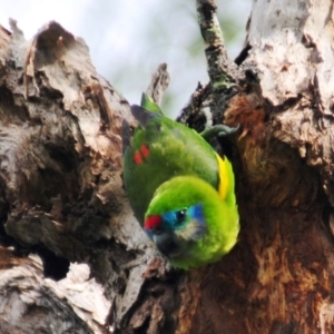 Cyclopsitta diophthalma at Smithfield, QLD - 26 Apr 2017