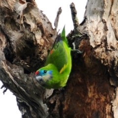 Cyclopsitta diophthalma at Smithfield, QLD - 26 Apr 2017