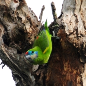 Cyclopsitta diophthalma at Smithfield, QLD - 26 Apr 2017