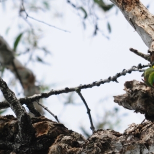 Cyclopsitta diophthalma at Smithfield, QLD - 26 Apr 2017