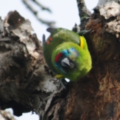 Cyclopsitta diophthalma at Smithfield, QLD - 26 Apr 2017