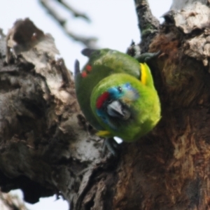 Cyclopsitta diophthalma at Smithfield, QLD - suppressed