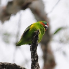 Cyclopsitta diophthalma at Smithfield, QLD - 26 Apr 2017