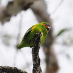 Cyclopsitta diophthalma at Smithfield, QLD - 26 Apr 2017