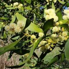 Acacia melanoxylon (Blackwood) at Mount Painter - 25 Aug 2021 by drakes
