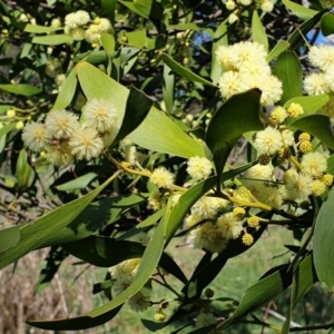 Acacia melanoxylon at Cook, ACT - 26 Aug 2021